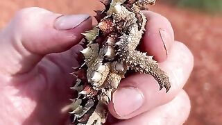 Which animal is this??