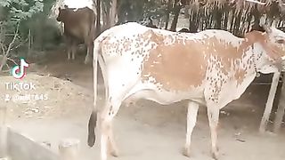 Funny TikTok ????????????| trending