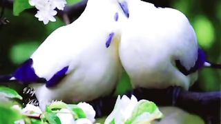 Perdesi Sad status song #sad #song #perdesi #shorts