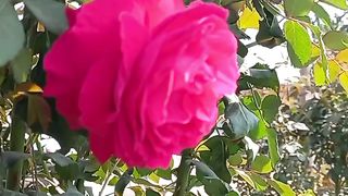 Beautiful Rose Flowers |Nature Video | Beautiful Scenery | #shortsvideo