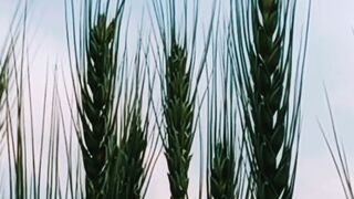 Nature Relaxation |Natural Views | Calm and Relax | 4K Nature Video