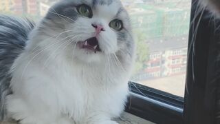 Cute Cat Fighting