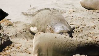 Animals 4k 48