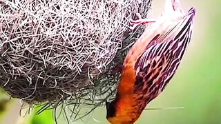 Most Beautiful Birds | Relaxing Video | 4k Nature Scenery | Viral Febspot