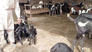 Goat is a great animals