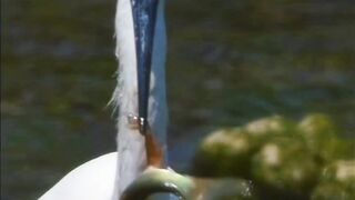 Most Beautiful Birds 29 | Relaxing View | Natural Beauty | #shorts
