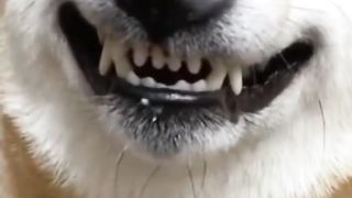 Funny Videos 2023 5