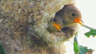 Most Beautiful Birds 30 | Meditation Video | 4K Nature Views | #shorts
