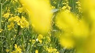 Relaxing View of Nature | Calming Video | Amazing Scenery | #shorts