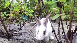 Happy monkey with rabbit and duck Animal HT Home Baby Monkey KIKI Cutest Abu