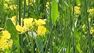Soul and Nature | Relaxing Video | Amazing View | #shortsvideo