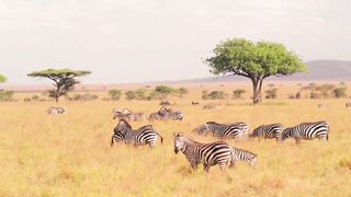 Wildlife Animals with natural beauty Safari Moments  Free HD Creative Commons Videos   Full HD (1)