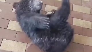 Вот счастье