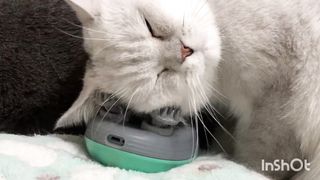 Beautiful cat