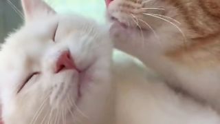 Fanny cat lovely