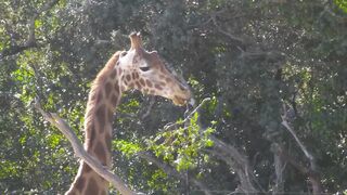 Animals 4k 49