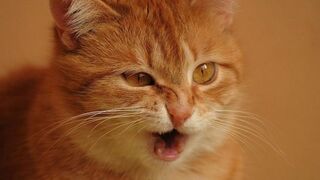 Si oyen sing part 2