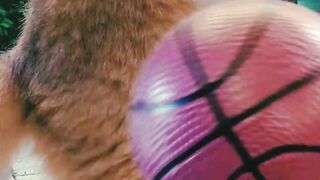 Cat playing ball
