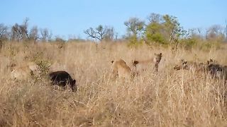 The_Lion's_Leg_Was_Bitten_Off_By_Hyena_During_A_Fierce_Confrontation_Over_Food_-