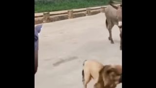 Very Funny Donky vs Dog