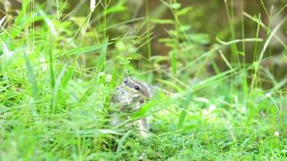 Animals 4k 50