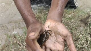 Friend caught crab|| दोसतने केकडा पकड लिया
