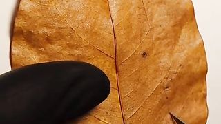 face carving special 2