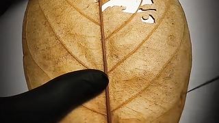 face carving special 11