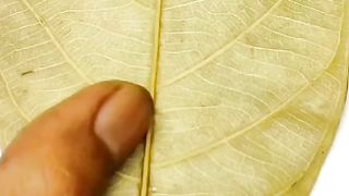beautiful and enchanting natural carving art 17