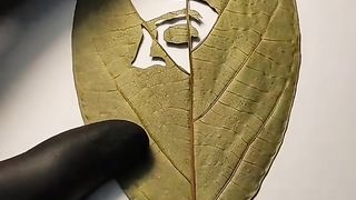 beautiful and enchanting natural carving art 29
