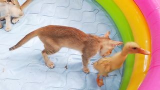 cute baby kitten cat and duck playing funny kitten