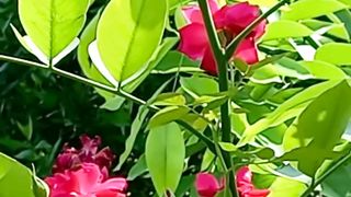 Soul Nature | Beautiful Flowers Views | Calming and Relaxation
