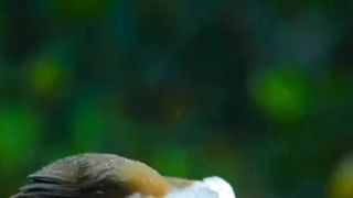 Nature with birds