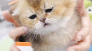 Cat burger