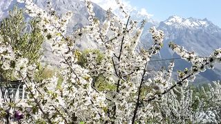 Hunza #Cherry blossom