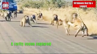 Watch: 50 Baboons Beat Up a Leopard