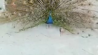 Peacock Opening Feathers white peacock
