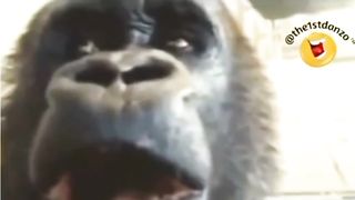 Ibrahim 3