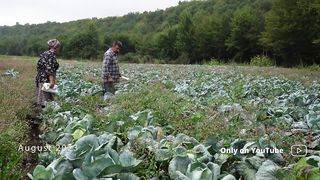 Cabbage-Dolma-Cooking-Traditional-Azerba_