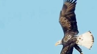 Shaheen 2