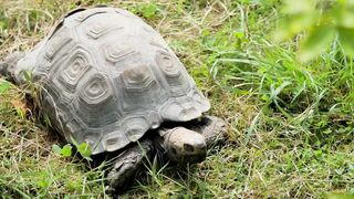 Animals 4k 51