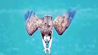 Shaheen 3