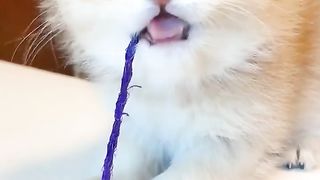 Trending Funny Cats Videos Funniest Cats Baby Cute Kitten 2023 Funniest Animal