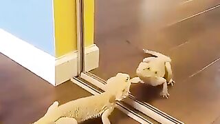 Iguana's reaction to seeing a mirror for the first time