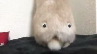 There's a strange creature on the rabbit's butt.