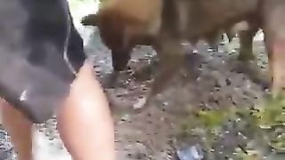 A mother dog desperately saving her drowning puppy