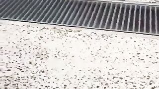 Jumping dog