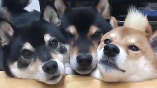 Three Shiba Inu with their faces stuck together.