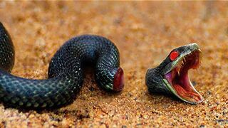 10 animals that can live after death