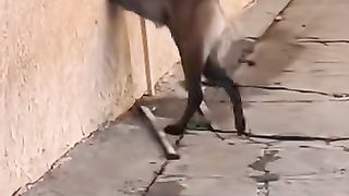 Pushpa????